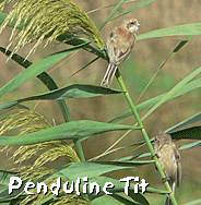 travel spain barcelona penduline tit llobregat photo